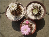 b868d6e5-Picture 6005.jpg